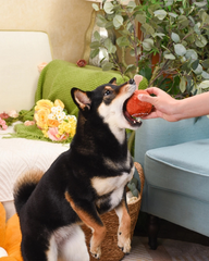 2-in-1 Squeaky Turkey Leg Dog Ball