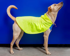 Action Jacket Dog Pull-On Raincoat in Safety Yellow + Blue (Made in NYC)