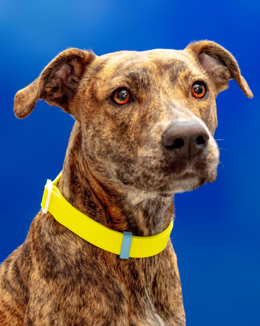 A Walk in the Park Dog Collar in Neon Yellow (Made in the USA)