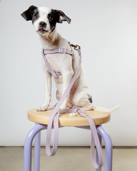 A Walk in the Park Dog Leash in Lilac (Made in the USA)