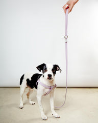 A Walk in the Park Dog Leash in Black (Made in the USA)