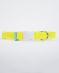 A Walk in the Park Dog Collar in Neon Yellow (Made in the USA)